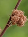 pulutan flower bud in spring Royalty Free Stock Photo