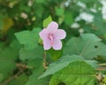 pulutan flowering plant with the scientific name Urena lobata Royalty Free Stock Photo