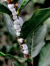 Pulvinaria insects infesting the acerola tree on the farm. Royalty Free Stock Photo