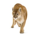 Puma (17 years) - Puma concolor