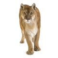 Puma (17 years) - Puma concolor Royalty Free Stock Photo