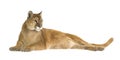 Puma (17 years) - Puma concolor
