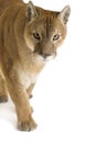 Puma (17 years) - Puma concolor