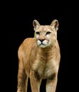 puma on the black background Royalty Free Stock Photo