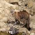 Puma Camouflaged on Rocks Looking Up