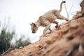 puma climbing steep mountain trail