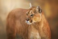 Puma close up portrait Royalty Free Stock Photo