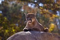 Puma Concolor (Cougar) II Royalty Free Stock Photo