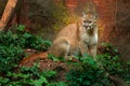 Puma concolor, known as the mountain lion, puma, panther. in green vegetation, Mexico. Wildlife scene from nature. Danger Cougar s
