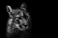 Puma concolor mountain lion portrait in black and white Royalty Free Stock Photo