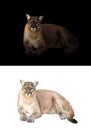 Puma or cougar in dark and white background