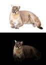 Puma or cougar in dark and white background