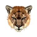 Puma, cougar head portrait from a splash of watercolor, colored drawing, realistic