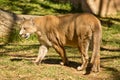 Puma, Cougar or Mountain Lion