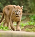Cougar Royalty Free Stock Photo