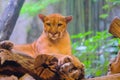 Puma, cougar portrait light background