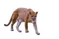 Puma, cougar portrait White background