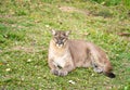 Puma resting on green grass