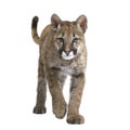Puma cub - Puma concolor (3,5 months) Royalty Free Stock Photo