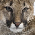Puma cub - Puma concolor (3,5 months) Royalty Free Stock Photo