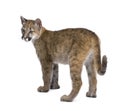 Puma cub - Puma concolor (3,5 months) Royalty Free Stock Photo