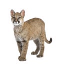 Puma cub - Puma concolor (3,5 months) Royalty Free Stock Photo