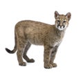 Puma cub - Puma concolor (3,5 months) Royalty Free Stock Photo