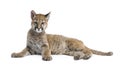 Puma cub - Puma concolor (3,5 months) Royalty Free Stock Photo