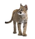 Puma cub - Puma concolor (3,5 months) Royalty Free Stock Photo