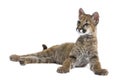 Puma cub - Puma concolor (3,5 months) Royalty Free Stock Photo