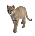 Puma cub - Puma concolor (3,5 months) Royalty Free Stock Photo