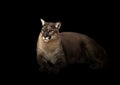 Puma in dark background