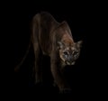 Puma in the dark