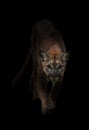 Puma in the dark