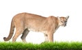Puma isolated