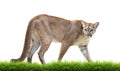 Puma isolated