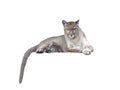 Puma isolated on white background Royalty Free Stock Photo