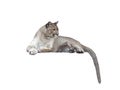 Puma isolated on white background Royalty Free Stock Photo