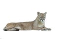 puma isolated on white background Royalty Free Stock Photo