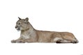 puma isolated on white background Royalty Free Stock Photo