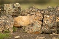 Puma lies amongst lichen-covered rocks on ridge Royalty Free Stock Photo