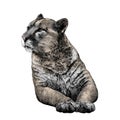 Puma lies on its front paws and looks away with a calm Royalty Free Stock Photo