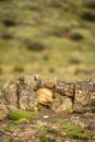 Puma lies between lichen-covered rocks on hill Royalty Free Stock Photo