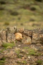 Puma lies between lichen-covered rocks on hilltop Royalty Free Stock Photo