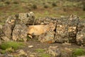 Puma lies among lichen-covered rocks on ridge Royalty Free Stock Photo