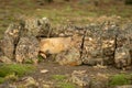 Puma lies between lichen-covered rocks on ridge Royalty Free Stock Photo