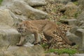 Puma, Mountain Lion or Cougar (Puma Concolor)