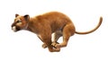 Puma, mountain lion sprinting, wild animal on white Royalty Free Stock Photo