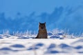 Puma, nature winter habitat with snow, Torres del Paine, Chile. Wild big cat Cougar, Puma concolor, hidden portrait of dangerous Royalty Free Stock Photo