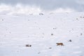 Puma, nature winter habitat with snow, Torres del Paine, Chile. Wild big cat Cougar, Puma concolor, hidden portrait of dangerous Royalty Free Stock Photo